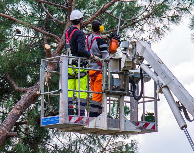 Tree Removal in Charleston SC