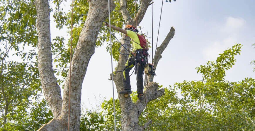 Tree Care Services in Mt Pleasant SC